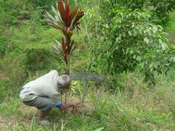 Kisah Hebat Mbah Sadiman, Pahlawan Penghijauan dari Wonogiri