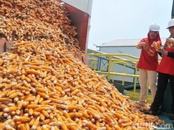 Kementan: Jagung Impor Ditahan di Pelabuhan Karena Belum Lengkapi Perizinan
