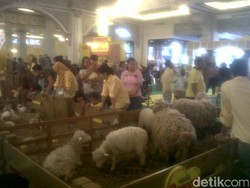 Latih Interaksi Anak dengan Hewan, Kambing dan Kuda Masuk Mal di Yogya