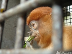 Ada yang Nekat Pelihara Bekantan Langka ini, Akhirnya Disita BKSDA