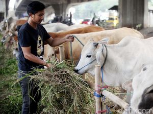 Hukum Menunggangi Hewan Kurban, Bolehkah?