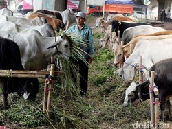 Ahok Keluarkan Ingub, Pemotongan Hewan Kurban Dilakukan di RPH