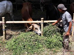 Pemkot Bandung Larang Pedagang Hewan Kurban Berjualan di Trotoar dan Taman