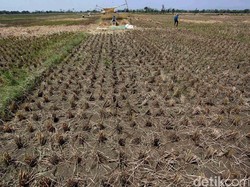 Heboh Kabar Aset Desa di Majalengka Dijual Buat Bayar Utang dan Pajak