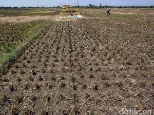 Heboh Kabar Aset Desa di Majalengka Dijual Buat Bayar Utang dan Pajak Heboh Kabar Aset Desa di Majalengka Dijual Buat Bayar Utang dan Pajak