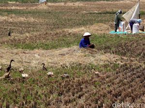 Kekeringan Ancam Majalengka, Ribuan Hektare Sawah Berstatus Waspada