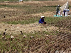 Kekeringan Ancam Majalengka, Ribuan Hektare Sawah Berstatus Waspada