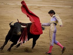 Apa Benar Banteng Tidak Suka Warna Merah?