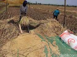 Anjloknya Harga Gabah Harusnya Bisa Diantisipasi