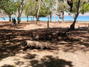 DPRD Sambut Baik Rencana Gubernur NTT Tutup Pulau Komodo