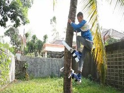 2 Siswa SD Temukan Alat Pemanjat Pohon Kelapa yang Fleksibel dan Praktis