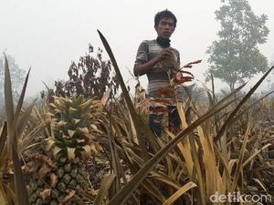 Sidang Gugatan Rp 1 Triliun Kasus Kebakaran Hutan Ditunda