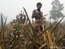Sidang Gugatan Rp 1 Triliun Kasus Kebakaran Hutan Ditunda