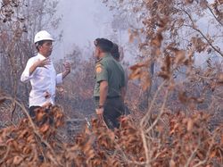 Jokowi Minta Kepala BNPB, Panglima TNI, dan Kapolri Bereskan Karhutla