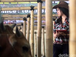 Ini isi Ingub Ahok Soal Pemotongan Hewan Kurban