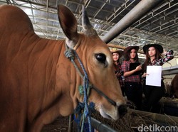 Bikin Kaget! Sapi Kurban di Klaten Berdiri Lagi Usai Disembelih