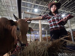 Ini Alasan Pengusaha Sapi Gunakan SPG Cantik
