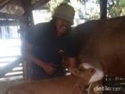 Anak Sapi Milik Sutrisno Berkaki 2 Undang Rasa Penasaran Warga