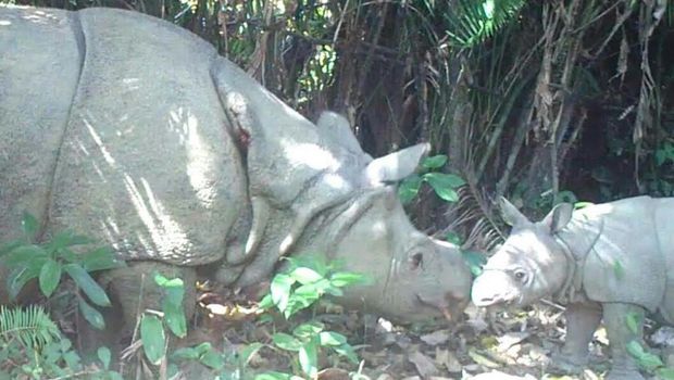 Badak jawa di Ujung Kulon punya tiga anak baru. (Dok. Tim Monitoring Badak Jawa Taman Nasional Ujung Kulon)