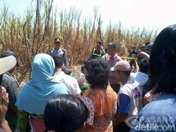 Tengkorak di Ladang Tebu Hebohkan Warga Kertosono Nganjuk