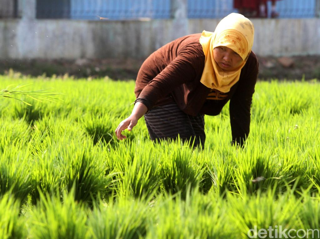 7 Provinsi Ini Jadi Lokasi Perluasan Lahan Pertanian di Luar Jawa