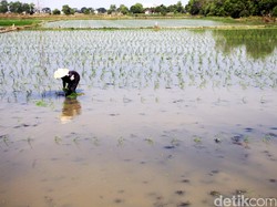 2.000 Hektar Sawah Terendam Banjir, Kementan: Dampaknya Sangat Kecil
