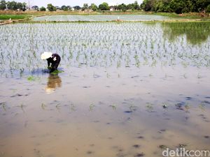 Jaga Ketahanan Pangan, RI Masih Terkendala Bibit Impor dan Mahal Jaga Ketahanan Pangan, RI Masih Terkendala Bibit Impor dan Mahal