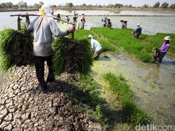 Begini Cara Kementan Pastikan Musim Tanam Tak Terkendala di NTT
