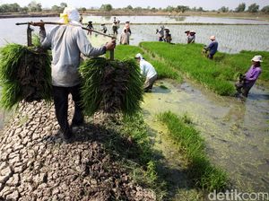 Wanti-wanti BRIN Agar Petani Siap Hadapi Musim Hujan yang Lebih Pendek Wanti-wanti BRIN Agar Petani Siap Hadapi Musim Hujan yang Lebih Pendek
