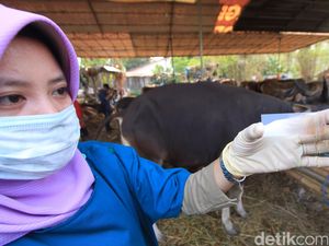 7 Orang Pegawai Kebun Binatang Terinfeksi Tuberkulosis dari Gajah