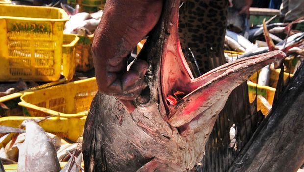 Nelayan menata ikan marlin dalam keranjang di Tempat Pelelangan Ikan (TPI) Pelabuhan Jongor, Tegal, Jawa Tengah, Kamis (10/9). Menurut nelayan tangkapan ikan marlin saat ini melimpah untuk dikirim ke Jakarta dengan harga Rp15.000 per kilogram. ANTARA FOTO/Oky Lukmansyah/foc/15.