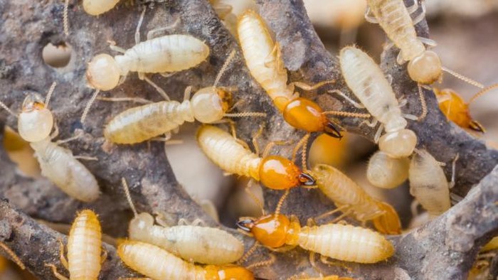 Rayap Termites in Thailand