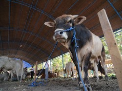 RS India Uji Coba Pemakaian Disinfektan dari Urine Sapi
