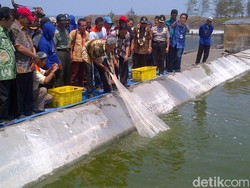 Gubernur Ganjar Panen Udang di Tambak Milik Preman Tobat