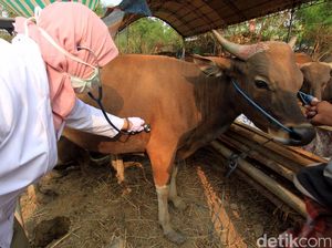 5 Penyakit Berpotensi Wabah di Indonesia yang Ditularkan dari Hewan