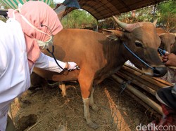 Kebutuhan Hewan Kurban Jabar Tahun Ini Diprediksi Mencapai 270 Ribu Ekor