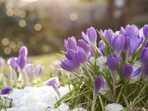 Manfaat Pemutih Pakaian untuk Perawatan Bunga Hias yang Belum Anda Tahu