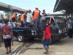Sapi Brangus Mendadak Mati Saat Ikut Kontes