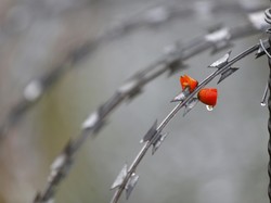 Pengungsi Diberi Makan Bak Binatang, Hungaria Lakukan Penyelidikan