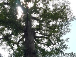 Ini Pohon Palaka Tua yang Jadi Penjaga Sumber Air di Ambon