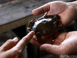 724 Ekor Kepiting akan Dilepasliarkan di Mangrove Wonorejo
