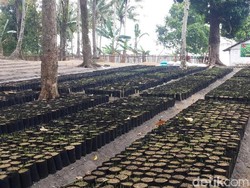 Penghijauan di Ambon Bawa Berkah Perdamaian untuk Warga