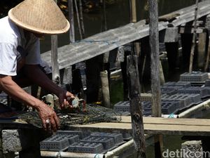 Membawa Ekonomi Masyarakat Naik Kelas Lewat Budi Daya Kepiting