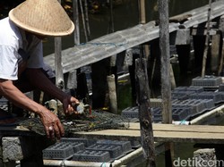 Membawa Ekonomi Masyarakat Naik Kelas Lewat Budi Daya Kepiting