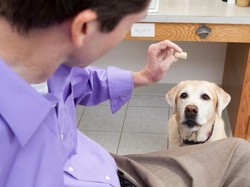 Hewan Peliharaan Bisa Diajak Jenguk Pasien di RS Ini