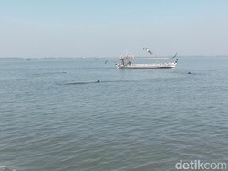 Puluhan Hiu Tutul Kembali Sambangi Perairan Pasuruan