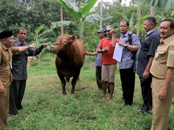 Presiden Jokowi Berkurban 2 Ekor Sapi di Solo