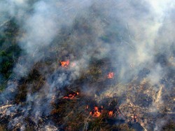 Usut Kasus Kebakaran Hutan Seharusnya Dibarengi dengan Gugatan Perdata