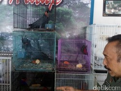 10 Burung Langka asal Papua Dititipkan ke BBKSDA Jatim
