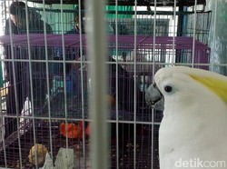 Burung Langka Berharga Ratusan Juta Dijual Secara Online
